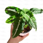 Syngonium-wendlandii-shop-online at Nursery Nisarga