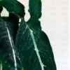 Syngonium-wendlandii-shop-online at Nursery Nisarga