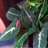 Syngonium-wendlandii-shop-online at Nursery Nisarga