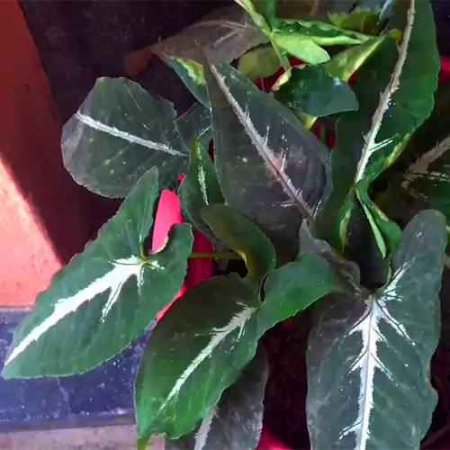 Syngonium wendlandii, Shop Arrow-head plant at Nursery Nisarga