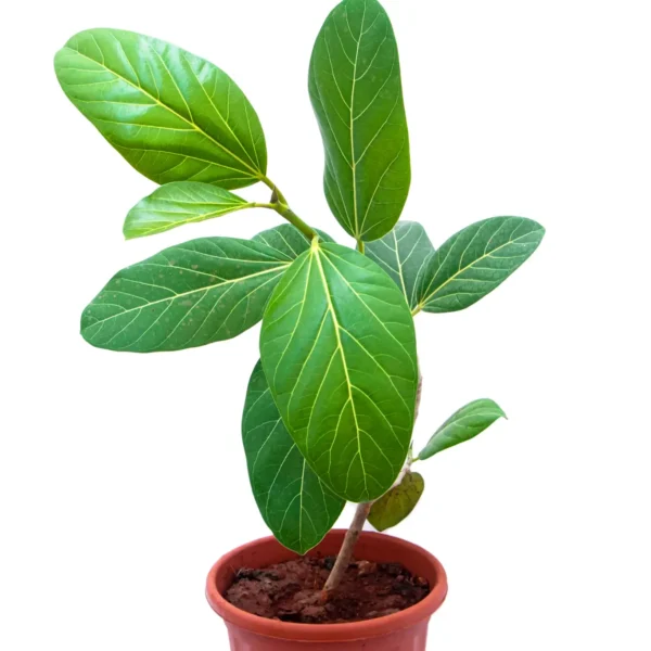 Buy Banyan Tree - FICUS AUDREY (ficus benghalensis), Bargad online at nursery nisarga