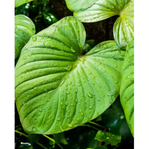 Buy Homalomena rubescence Plant Online at Nursery Nisarga