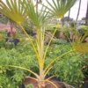 Buy Latania Verschaffeltii (Yellow Palm) Online at Nursery Nisarga