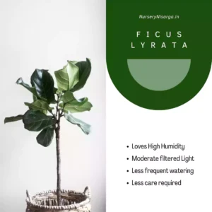 fiddle leaf fig , ficus lyrata buy online at nursery nisarga