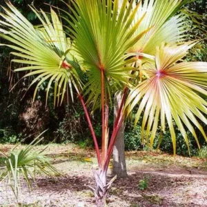 Buy Latania lontaroides Red Palm Online at Nursery Nisarga