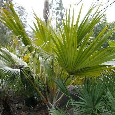 Buy Latania Verschaffeltii (Yellow Palm) Online at Nursery Nisarga