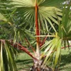 Buy Latania lontaroides Red Palm Online at Nursery Nisarga