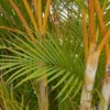 Buy Latania Verschaffeltii (Yellow Palm) Online at Nursery Nisarga