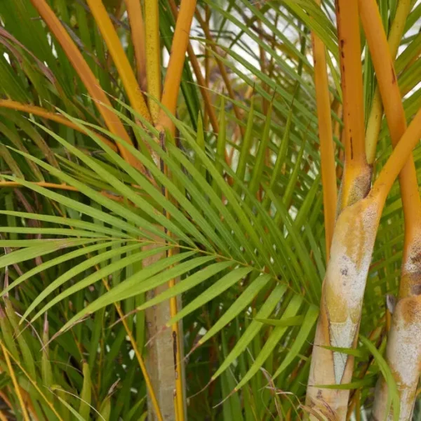 Buy Latania Verschaffeltii (Yellow Palm) Online at Nursery Nisarga
