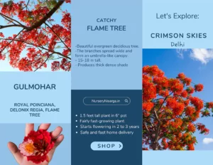 Gulmohar tree care guide and information