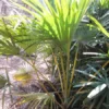 Buy Latania Verschaffeltii (Yellow Palm) Online at Nursery Nisarga