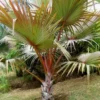 Buy Latania lontaroides Red Palm Online at Nursery Nisarga