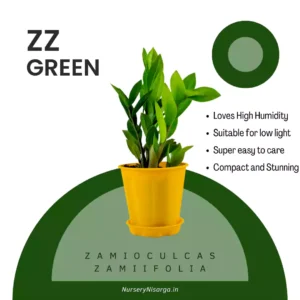 zz green, buy at nursery nisarga 