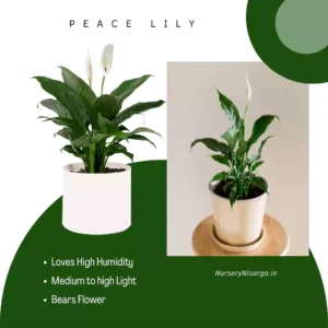 peace lily bathroom plant