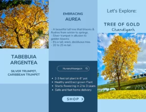 Tabebuia Argentea care guide and information