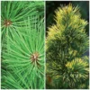 Buy Combo Pack of 2 Casuarina Plants- Outdoor online at nursery nisarga