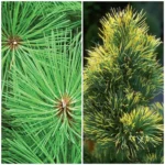 Buy Combo Pack of 2 Casuarina Plants- Outdoor online at nursery nisarga