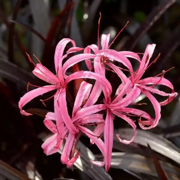 Buy Crinum menehune lily plant - Nursery Nisarga