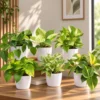 Buy Festive Decor Climbers & Creepers Combo (Pack of 7) from Nursery Nisarga