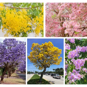 floral plant pack, Buy Flowering trees plants pack online at Nursery Nisarga