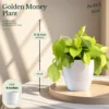 Buy The Green Climbers Collection – 7 Plants from Nursery Nisarga