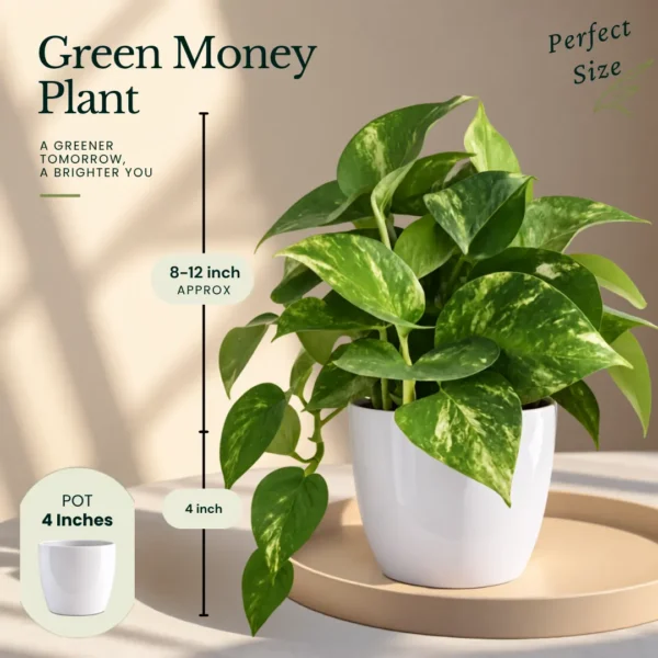 Buy The Green Climbers Collection – 7 Plants from Nursery Nisarga