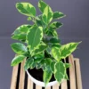 Buy Yellow Ficus Benjamina plant online at Nursery Nisarga