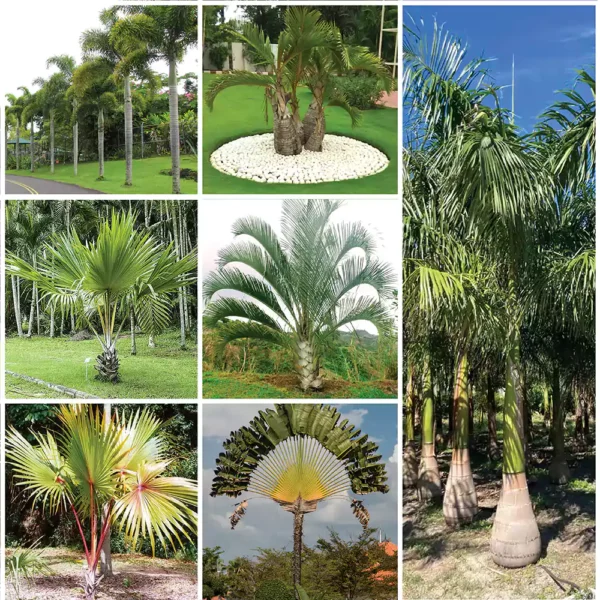Buy Landscaping palm plants online at Nursery Nisarga