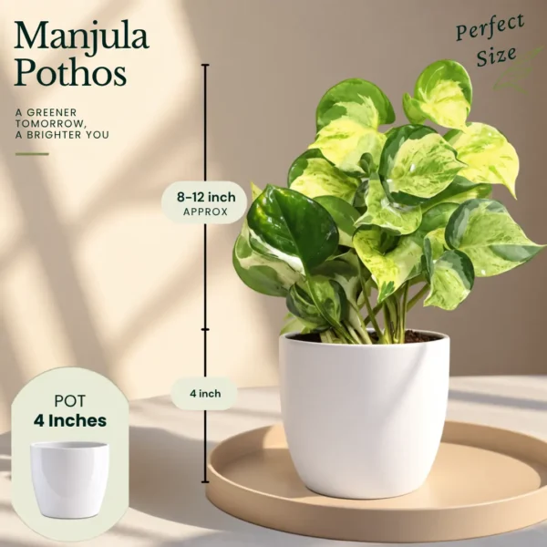 Buy The Green Climbers Collection – 7 Plants from Nursery Nisarga