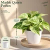 Buy The Green Climbers Collection – 7 Plants from Nursery Nisarga
