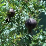 Buy Ornamental Pomegranate plant with fruit - Nursery Nisarga