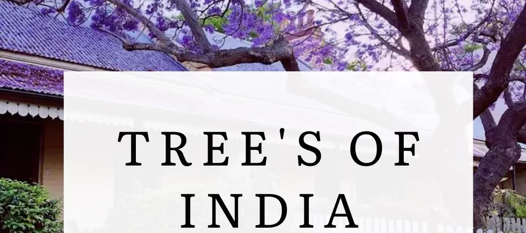 Top 5 most Exciting Flowering Trees that India has to offer!