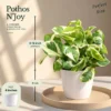Buy The Green Climbers Collection – 7 Plants from Nursery Nisarga