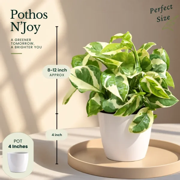 Buy The Green Climbers Collection – 7 Plants from Nursery Nisarga