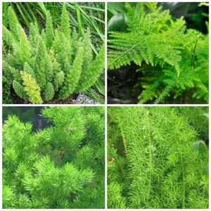 Buy Best Asparagus Fern Plant (Pack of 4) online at nursery nisarga