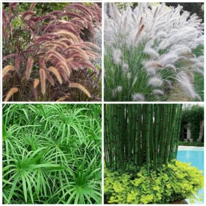 Buy Top Aquatic Plant | Pond Plants (Pack of 4) Online at Nursery Nisarga