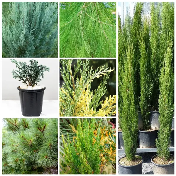 Buy Top Pine Plant Pack (Pack of 7) online at nursery nisarga