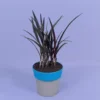 Buy Crinum menehune lily plant - Nursery Nisarga