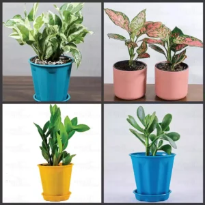 Buy Top 4 Birthday Gift Plant Pack online at nursery nisarga