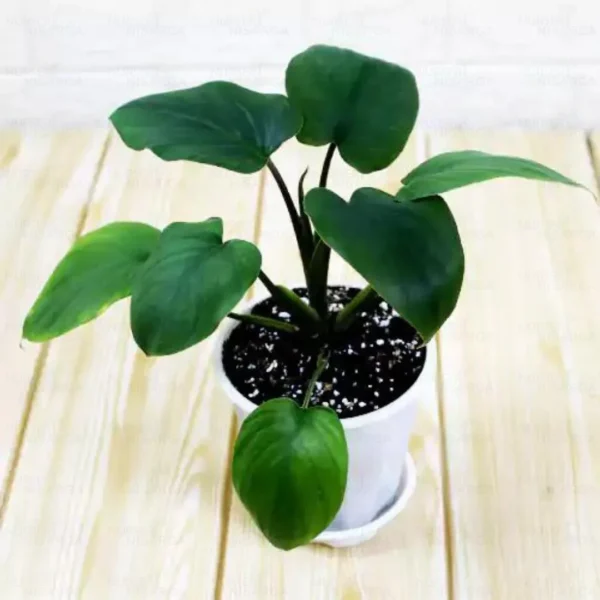 Buy Homalomena Emerald Gem Miniature Plant Online at Nursery Nisarga