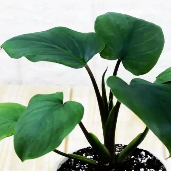 Buy Homalomena Emerald Gem Miniature Plant Online at Nursery Nisarga