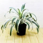 Buy Dracaena Fragrans ‘Victoria White’ Plant Online at Nursery Nisarga