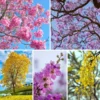 floral plant pack, Buy Flowering trees plants pack online at Nursery Nisarga