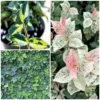 Buy Wall Creepers & amp; Climbing Plant online at nursery nisarga