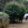 buddha bamboo, Bambusa Ventricosa plant