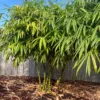 Buy Buddha Bamboo with pot online at Nursery Nisarga