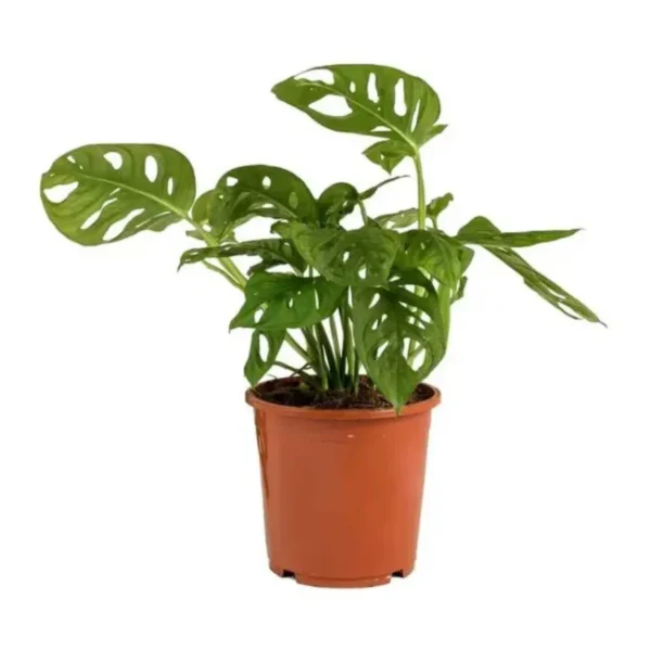 Buy Top 7 Climbers & Creepers Plant Pack online at nursery nisraga