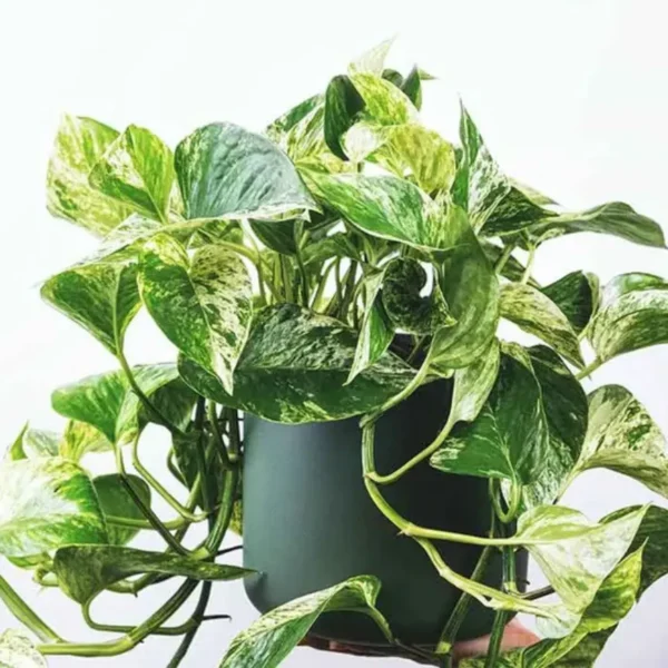 Buy Top 7 Climbers & Creepers Plant Pack online at nursery nisraga