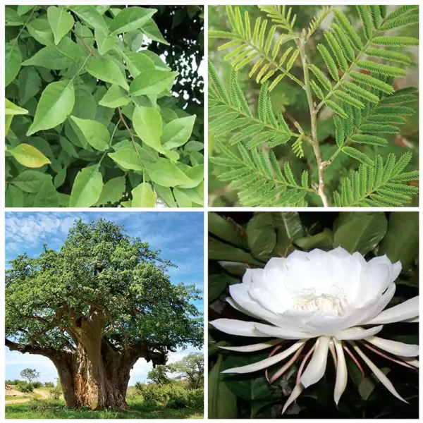 Buy Lucky plants (spiritual plant) online at nursery nisarga