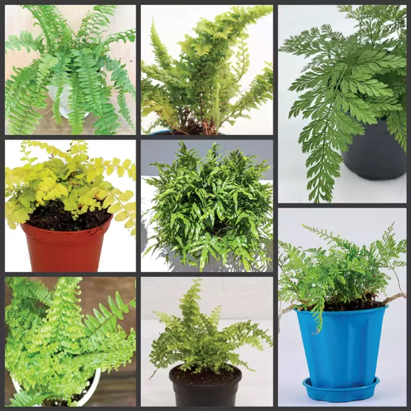 Buy Combo pack of 7 Fern Plant- Indoor online at nursery nisarga